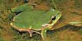 Laubfrosch