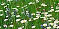 Blumenwiese