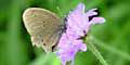 Schmetterling auf einer Blume