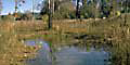 Weiher mit Bäumen