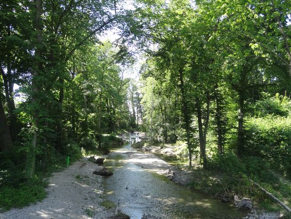 Der Altlauf im Buebewäldli.